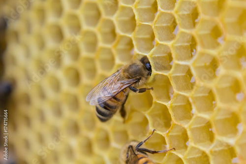 Bees on a honeycomb, inside the beehive