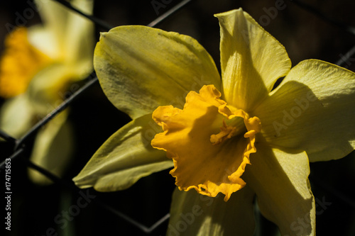 Fototapeta Naklejka Na Ścianę i Meble -  yellow daffodils in the garden