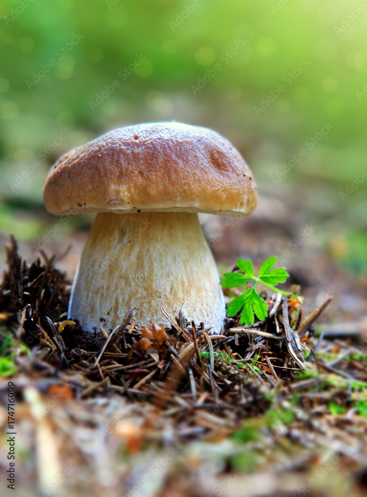 Porcini mushroom in the autumn forest.