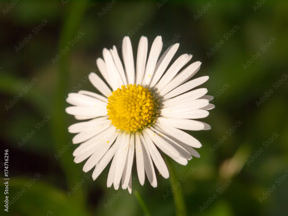 beautiful perfect white petal yellow centre daisy up close beautiful perfect white petal yellow centre daisy up close