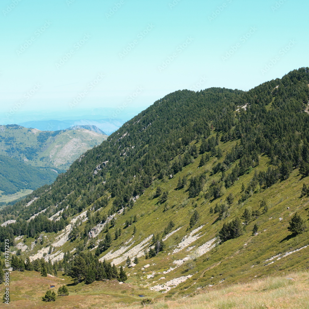 Naklejka premium Mountain pine in Pyrenees, Pinus uncinata