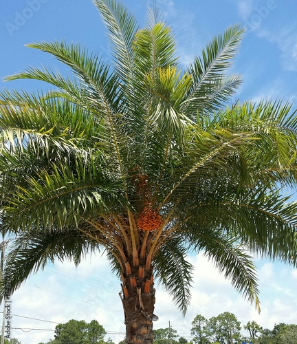 Palm tree on blue sky background in Florida nature