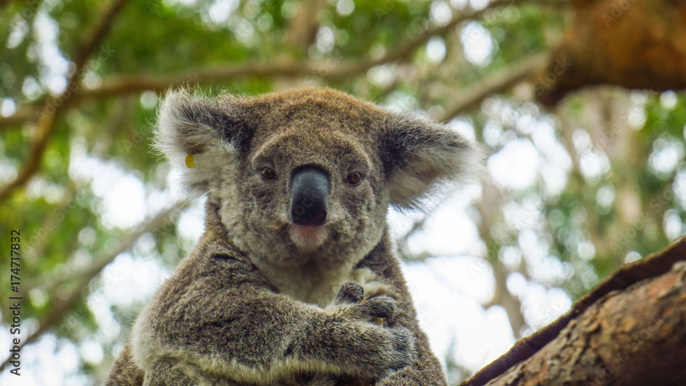 Fototapeta premium Koala hospital in Port Macquarie