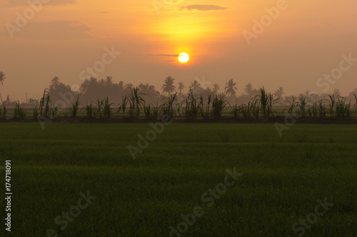 View of paddy field during sunrise in Sungai Besar, a well known place as one of the major rice supplier in Malaysia.