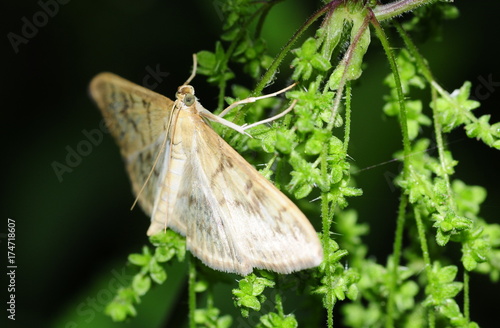 Moth