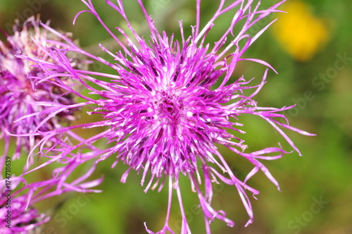 red flower