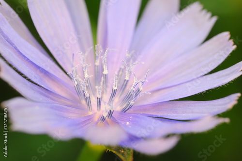 Chicory flower
