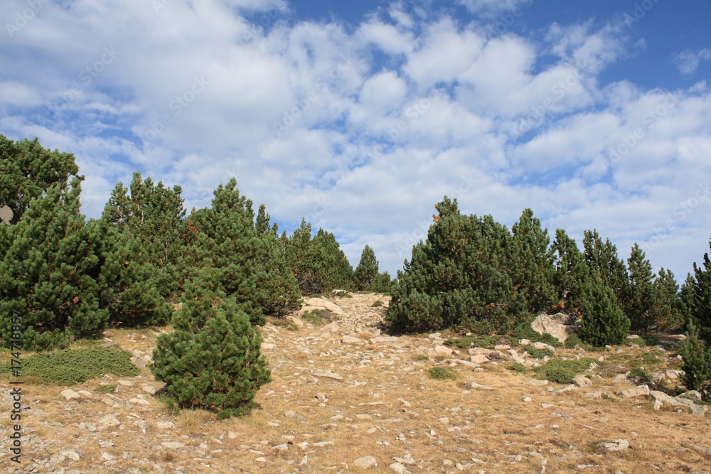 Forest of Mountain pine in Pyrenees orientales, Pinus uncinata