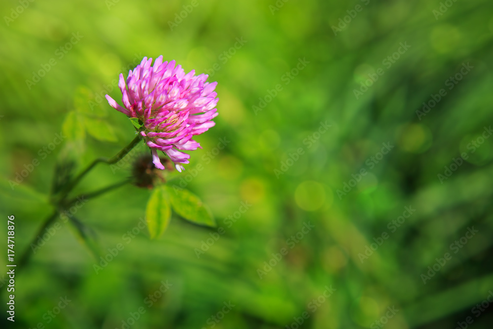 Clover flowers in grass isolated. Clover flowers in grass isolated.