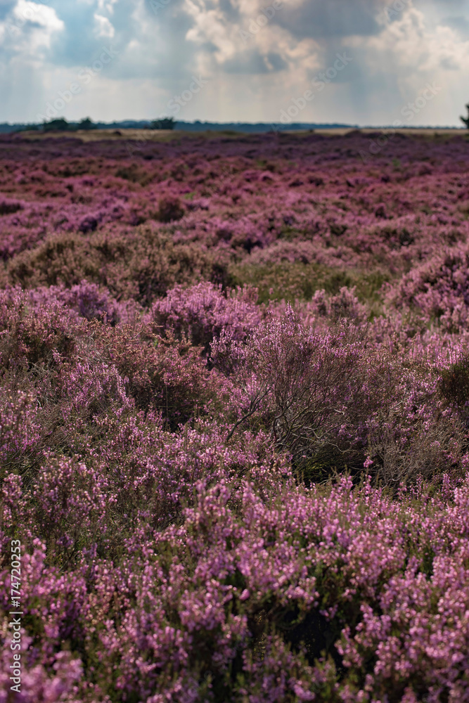 Naklejka premium Blooming moorland under cloudy sky. Veluwe. The Netherlands.