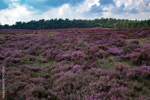 Blooming moorland under cloudy sky. Veluwe. The Netherlands.