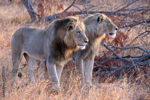 African Lions