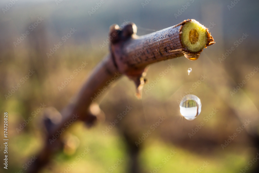 Fototapeta premium montée de sève dans la vigne