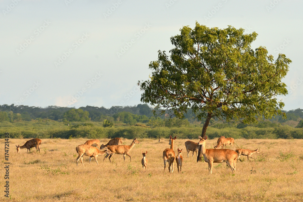 Obraz premium Group of deer in the Baluran National Park located in East Java, Indonesia