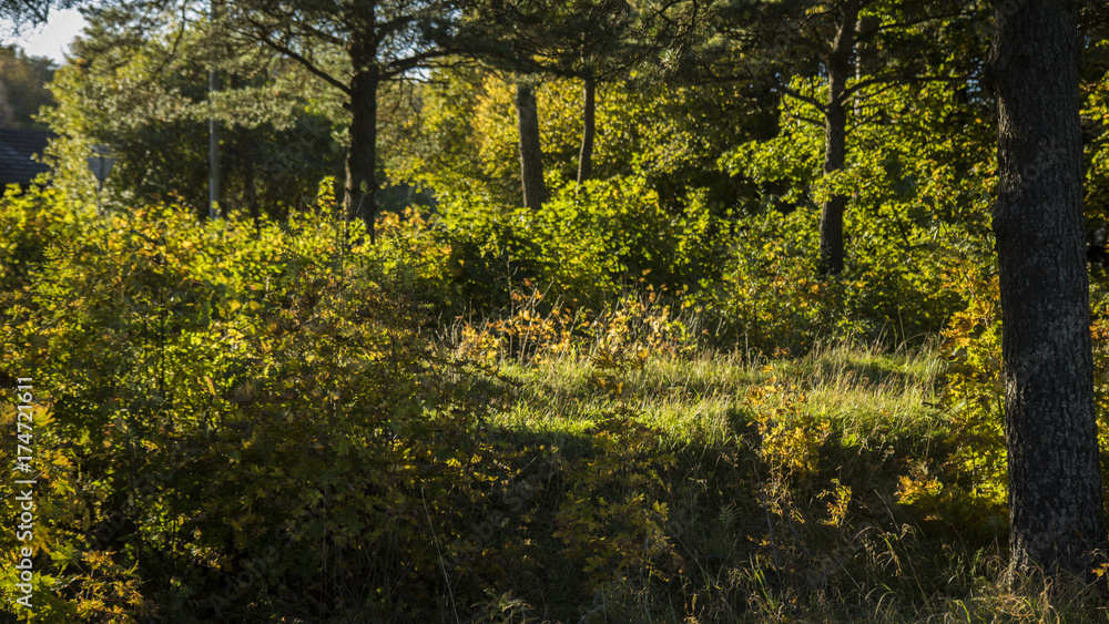 Obraz premium Autumn Forest