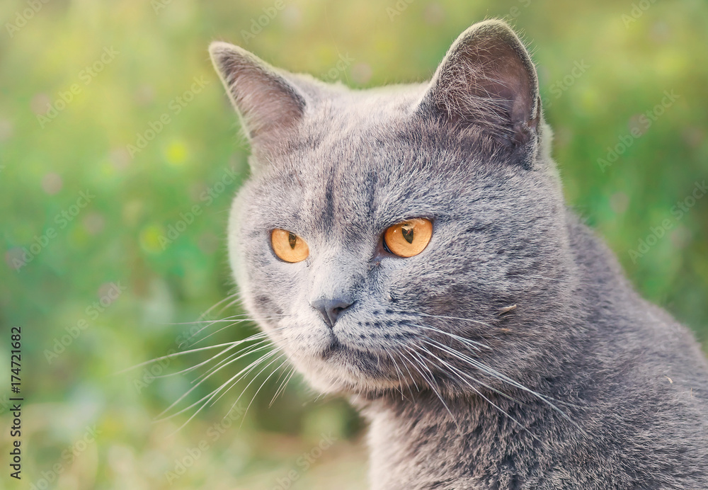 The British Shorthair cat with blue gray fur.