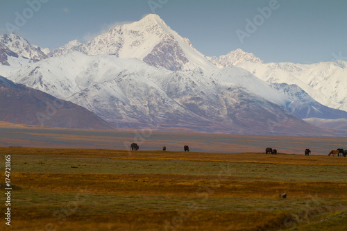 Wild horses near Chatyr Kul Lake in Kyrgyzstan