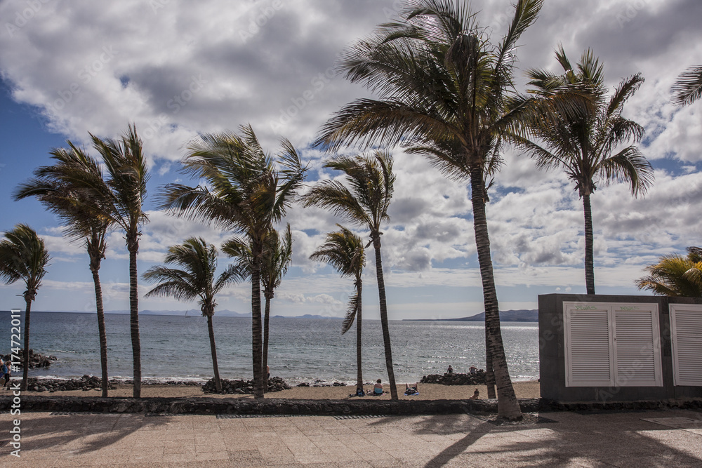 Obraz premium Palm trees