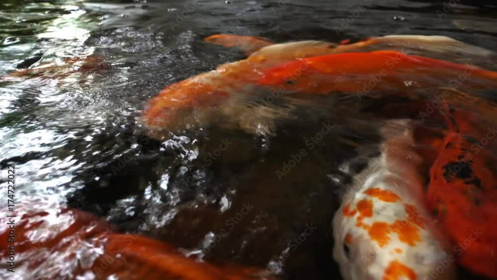 Hungry koi fish swim in a large pond. 4K
Hungry koi fish swim in a large pond. 4K