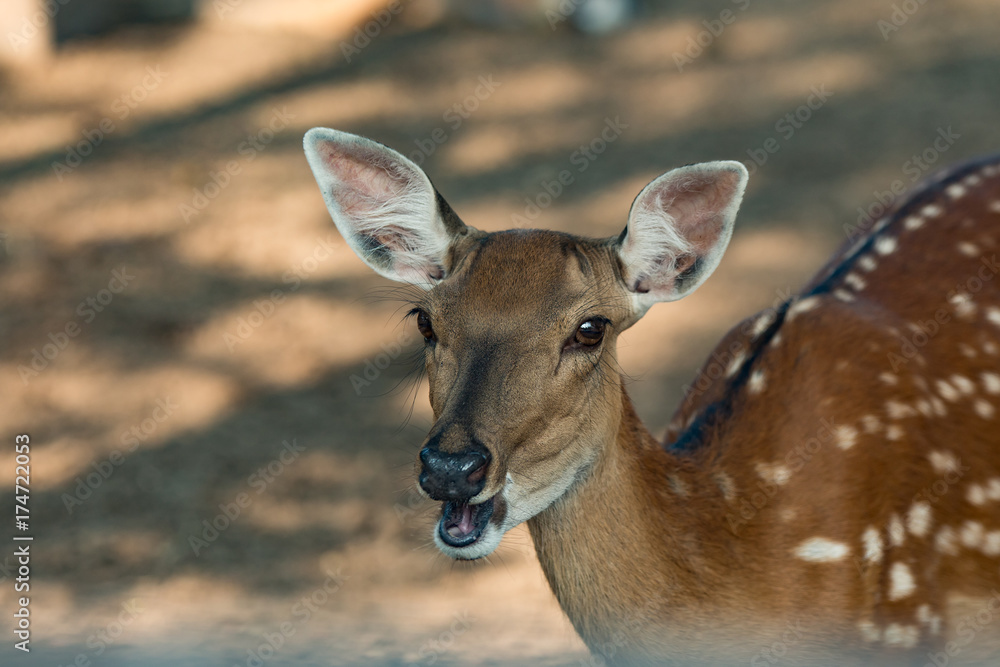 a portrait of a deer in a Zoo a portrait of a deer in a Zoo