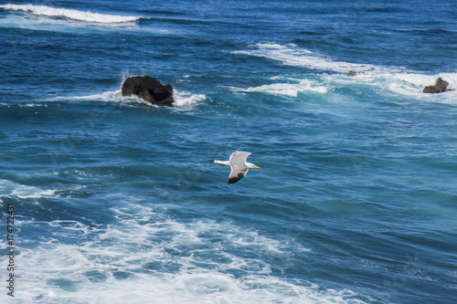 Bird on above the ocean