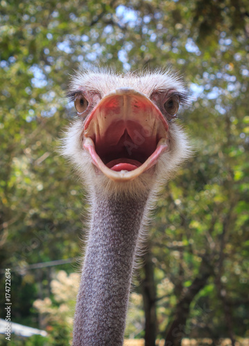 Head shot of an ostrich © jorgeabohorquez