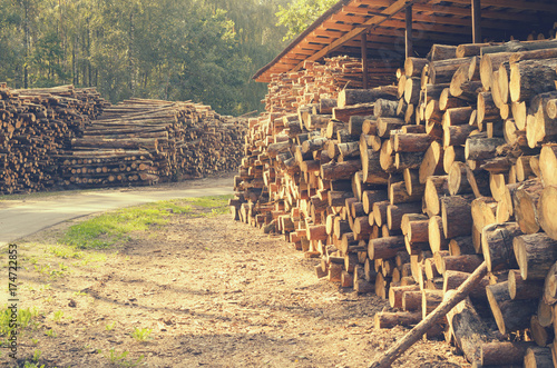 The felled logs of the trees in the sawmill are stacked.