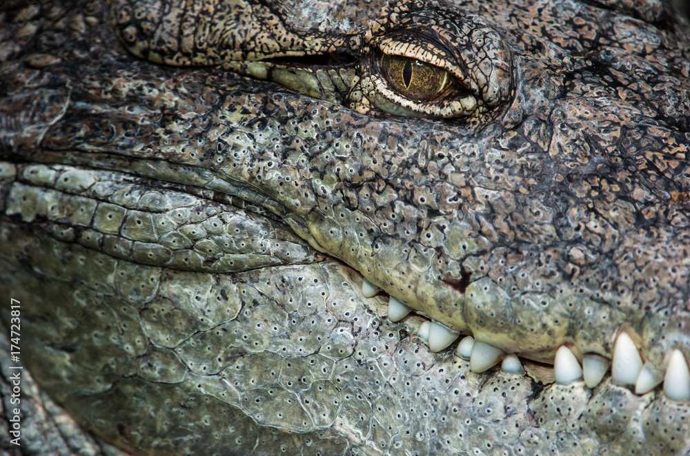 Naklejka premium Krokodil