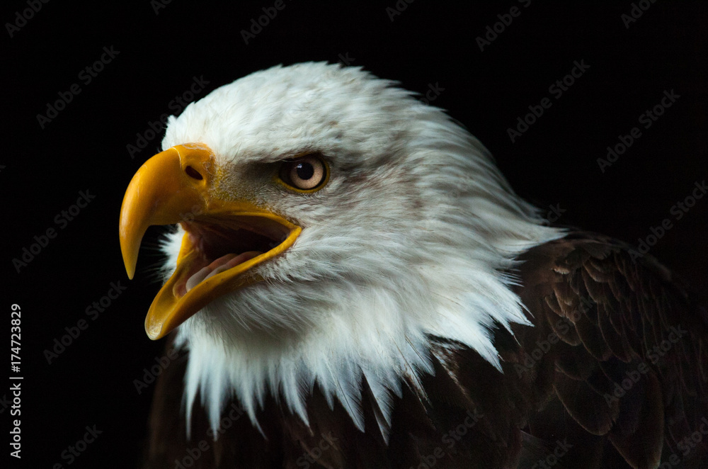 Fototapeta premium Weißkopfseeadler