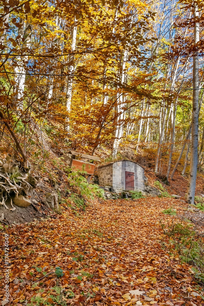 Beautiful path in the forest of Melo, Abetone Cutigliano, Pistoia, Italy, covered by a carpet of autumn leaves and with a small house in the background Beautiful path in the forest of Melo, Abetone Cutigliano, Pistoia, Italy, covered by a carpet of autumn leaves and with a small house in the background