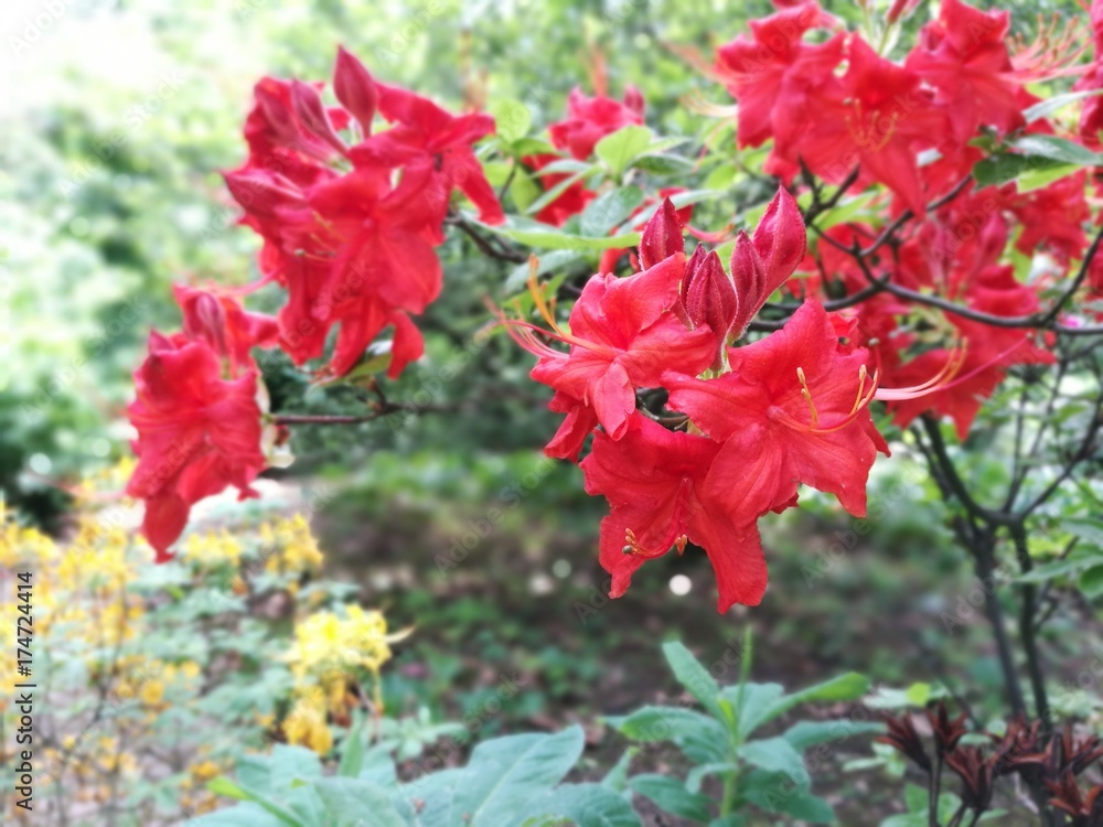 Roter Rhododendron Roter Rhododendron