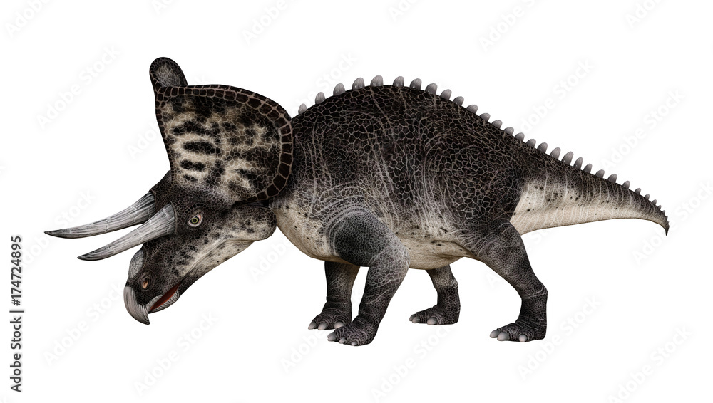3D Rendering Dinosaur Zuniceratops on White 3D Rendering Dinosaur Zuniceratops on White