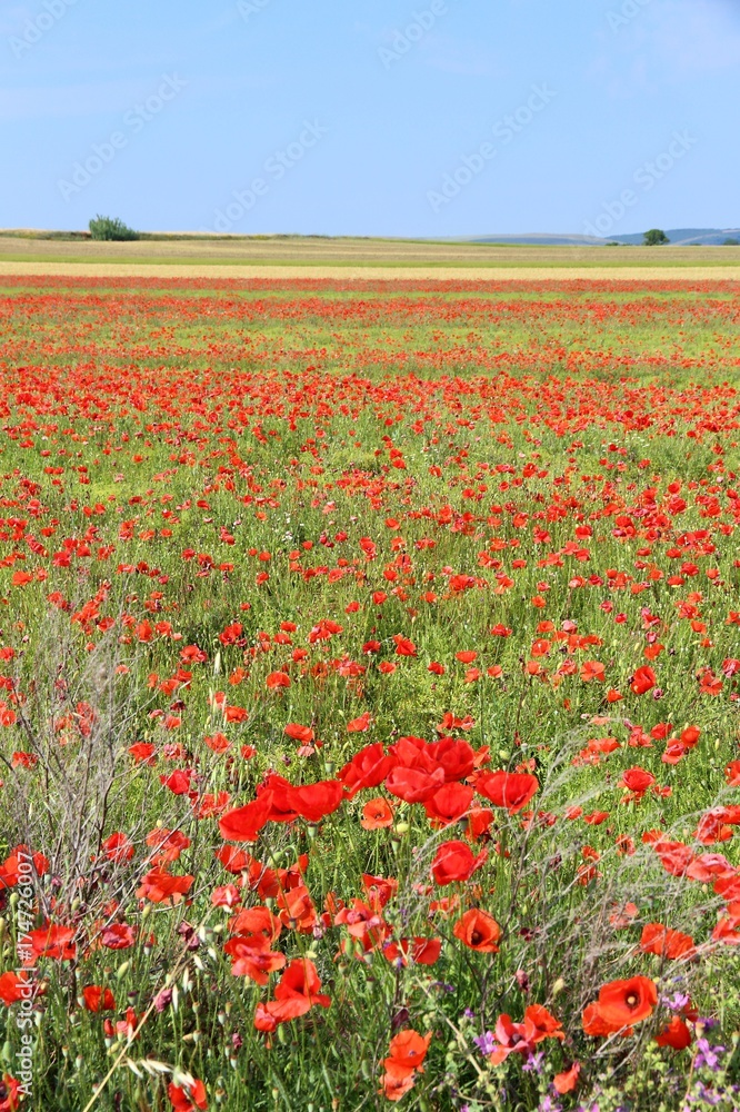 Italy poppy field - rural landscape