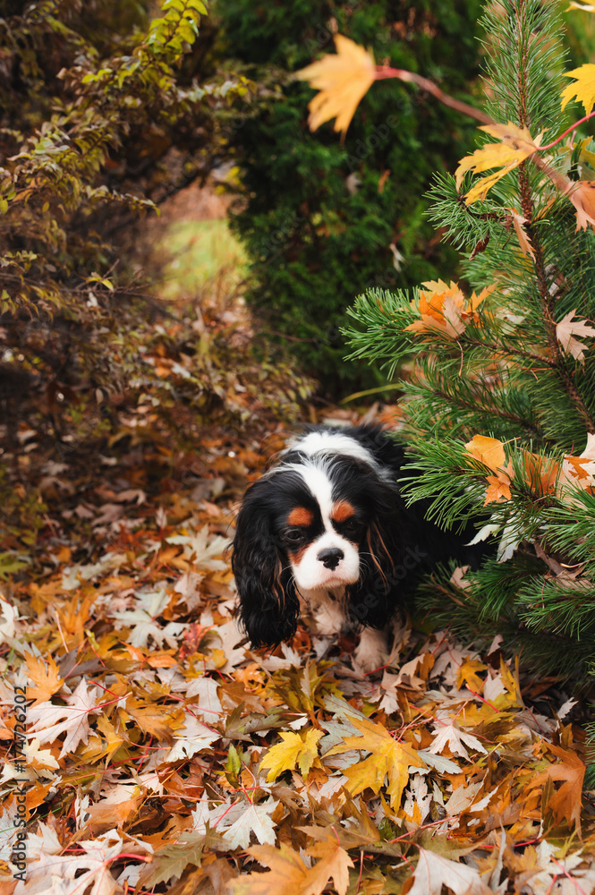 spaniel dog sitting under marple tree on the ground full of dried leaves. Late autumn in the garden