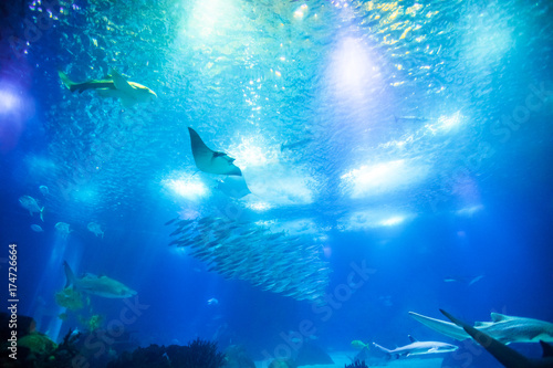 Undersea marine life. Underwater blue background with sunbeams. Manta Ray, shark and schools of fish cruises over the deep seafloor.
