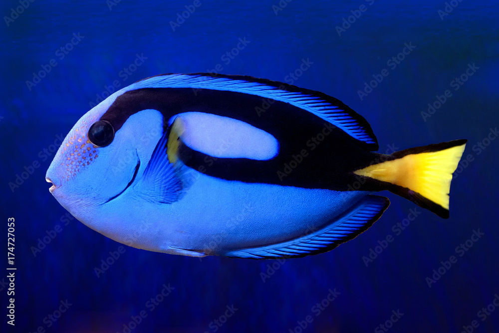 Naklejka premium Blue Tang (paracanthurus hepatus) 