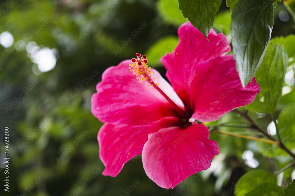 Hibiscus flower off center the frame. Hibiscus flower off center the frame.