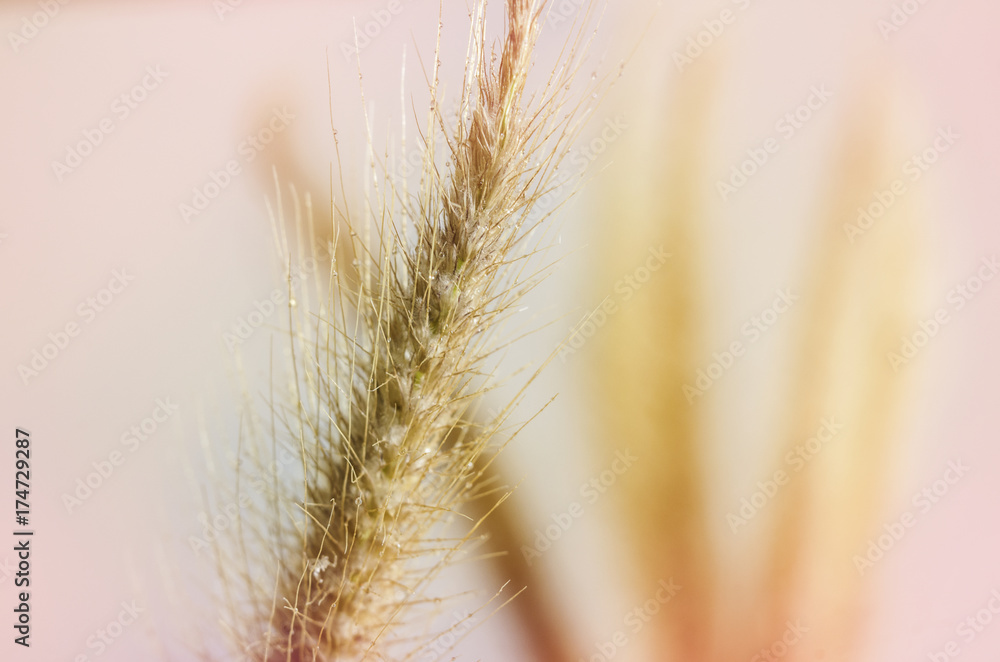 flower and glass with sweet background