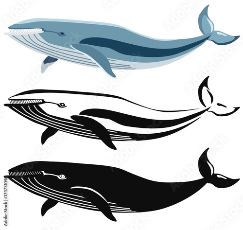 Set of images of blue whale and its silhouettes. Vector.