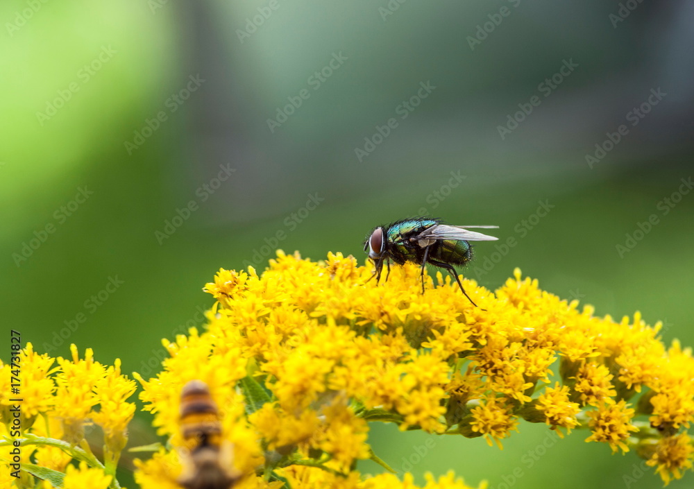 Fly on the yelow blossoms Fly on the yelow blossoms
