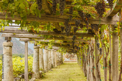 the typical agricultural architecture of the vineyards of Carema, in Piedmont, Italy /pylons, stone and lime columns and chestnut poles support the pergola of rows of grapes