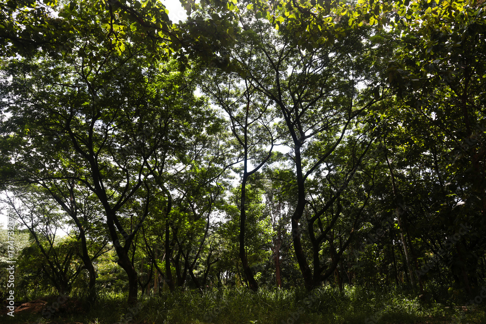 Green trees in the forest for background. Green trees in the forest for background.