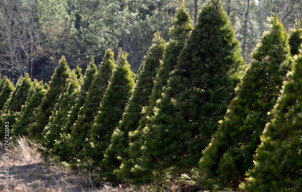 Christmas Tree farm in forest