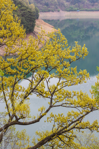 Fototapeta Naklejka Na Ścianę i Meble -  Trees near a resevoir in the Gangwon Province of South Korea