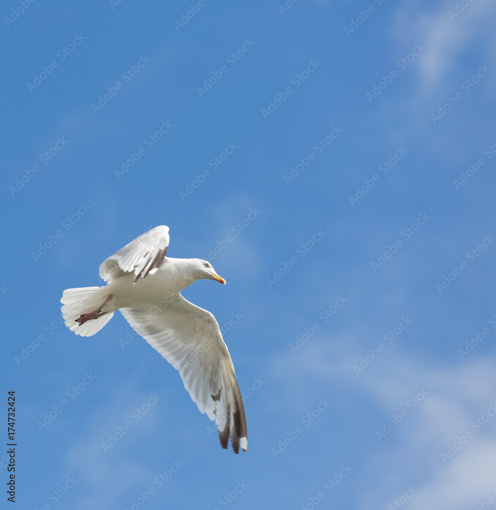 Single seagull in flight on blue sky Single seagull in flight on blue sky