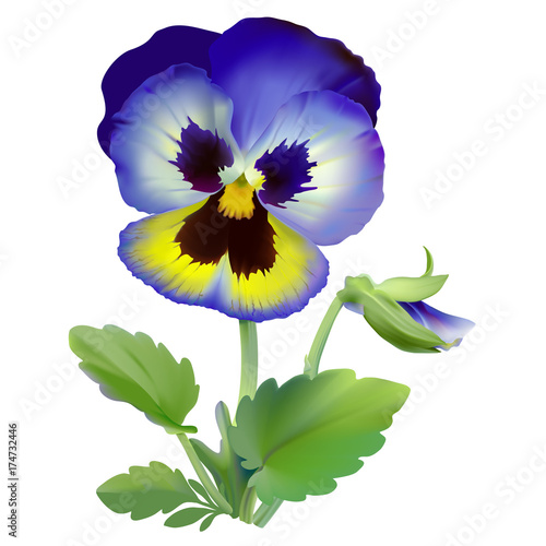 Pansy flower.
Hand drawn vector illustration of a garden variety of Viola tricolor on transparent background, realistic style.
