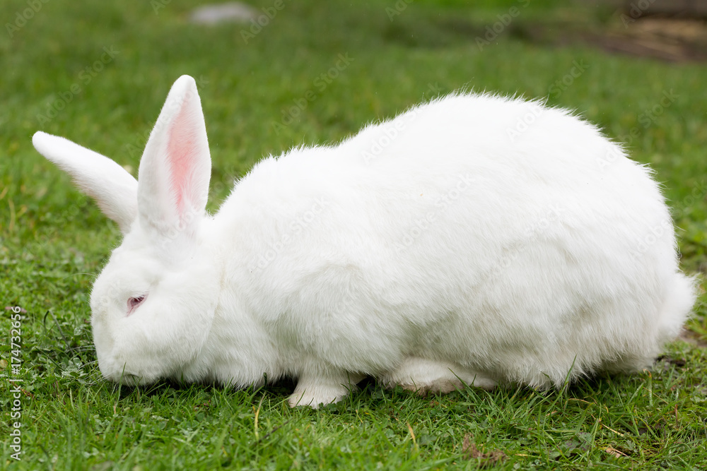 White Flemish Giant rabbit White Flemish Giant rabbit