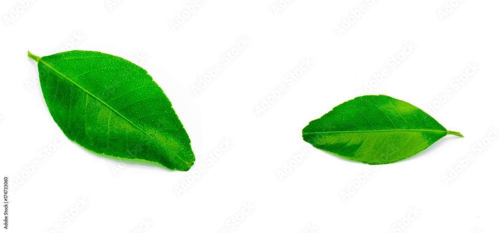 Collage of green leaves isolated on white background