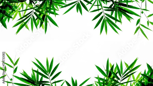 green bamboo leaves isolated on white background © sema_srinouljan