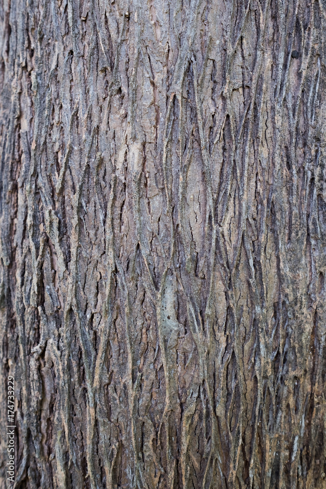 Obraz premium Seamless tree bark texture